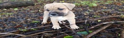 Mixed Breed dogs for sale: Olde english bulldogge x cane corso puppies  - Advert 16
