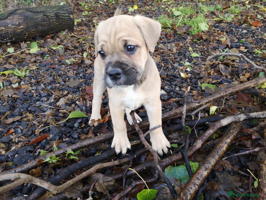 Mixed Breed dogs for sale: Olde english bulldogge x cane corso puppies  - Advert 16
