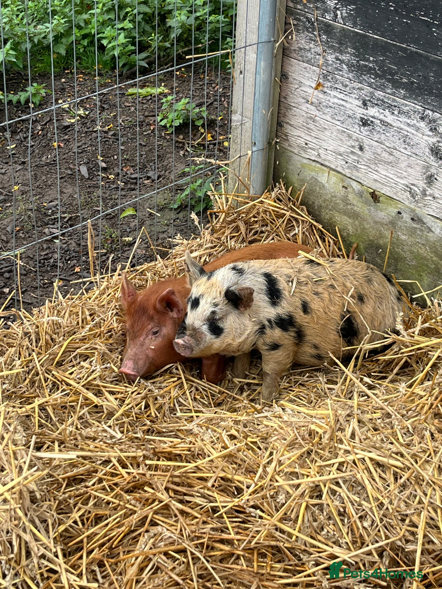 Pig livestock 2 pigs  - Advert 5