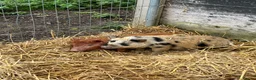 Pig livestock for sale: 2 pigs  - Advert 1