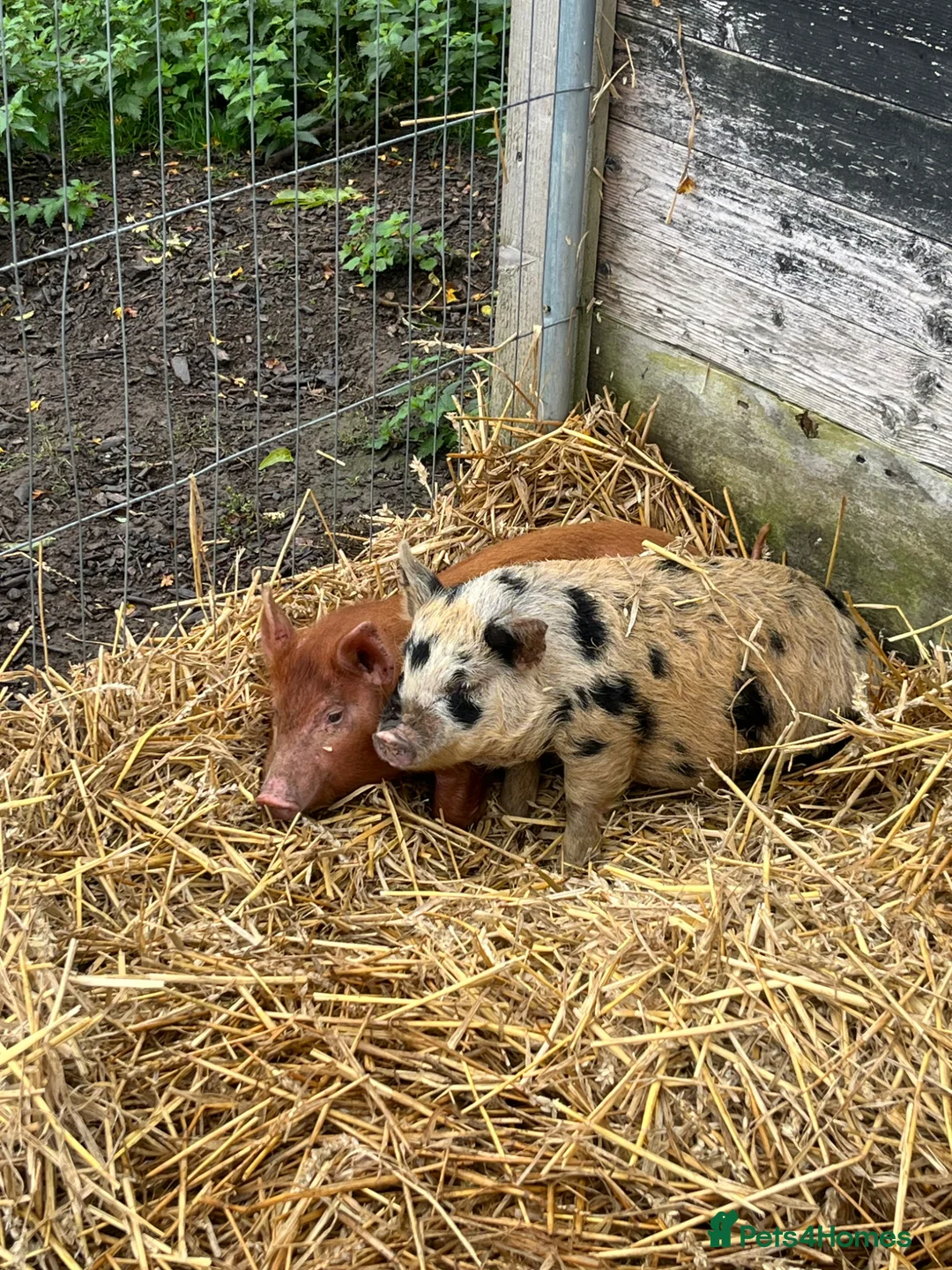 Pig livestock for sale: 2 pigs  - Advert 1