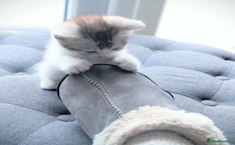 British Shorthair cats - Advert 15