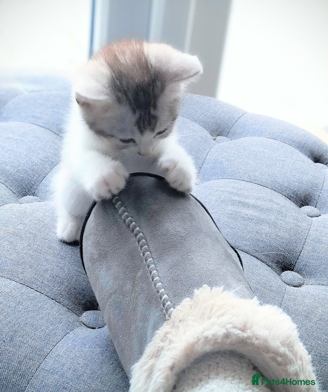 British Shorthair cats for sale: Now Ready to leave! Cute Little British Shorthair - Image 14