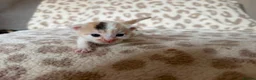 Mixed Breed cats for sale: Beautiful litter of kittens available! - Advert 11
