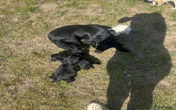 Sprocker dogs for sale: Sprocker puppies - Image 5