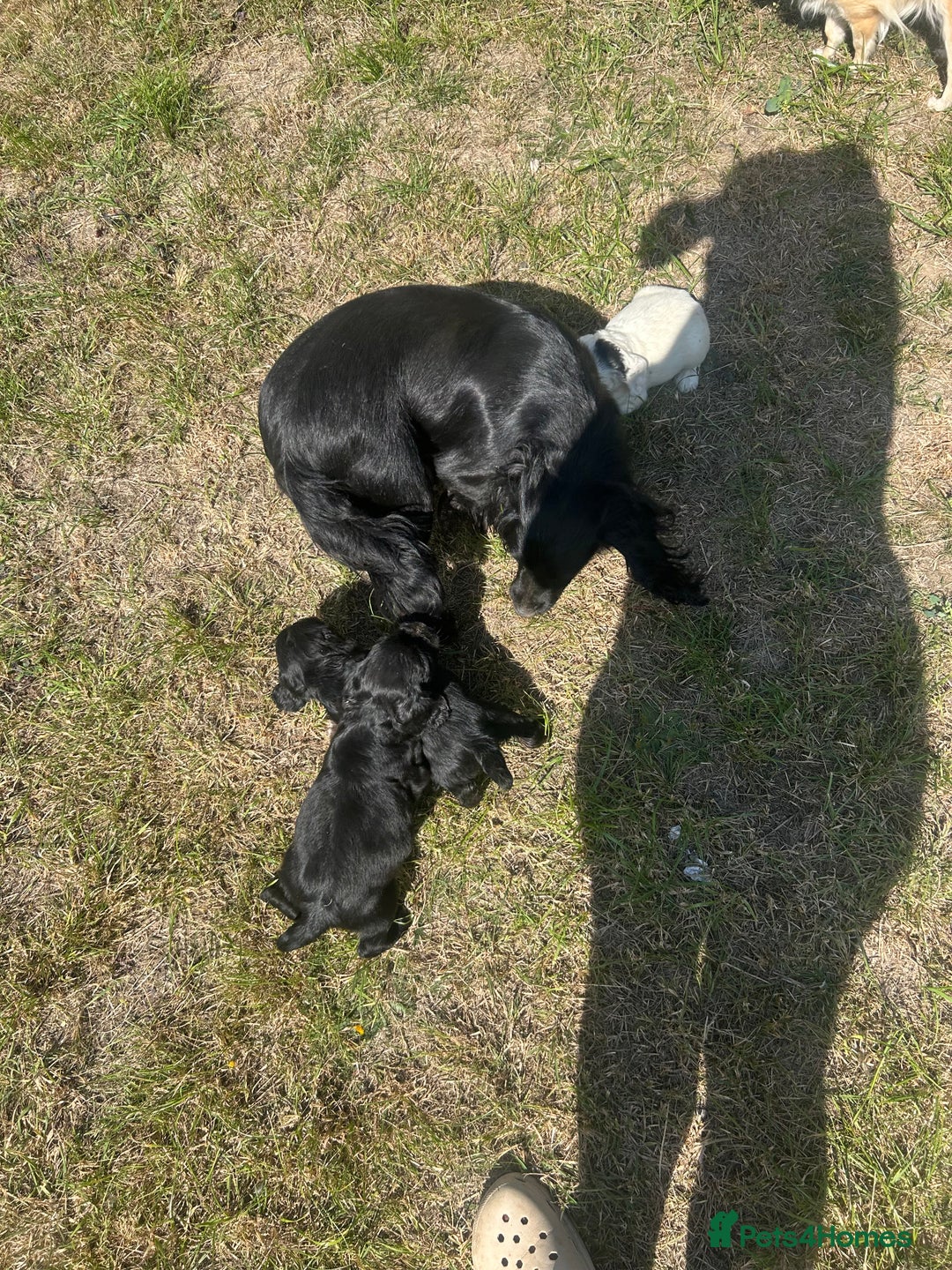Sprocker dogs for sale: Sprocker puppies - Image 5
