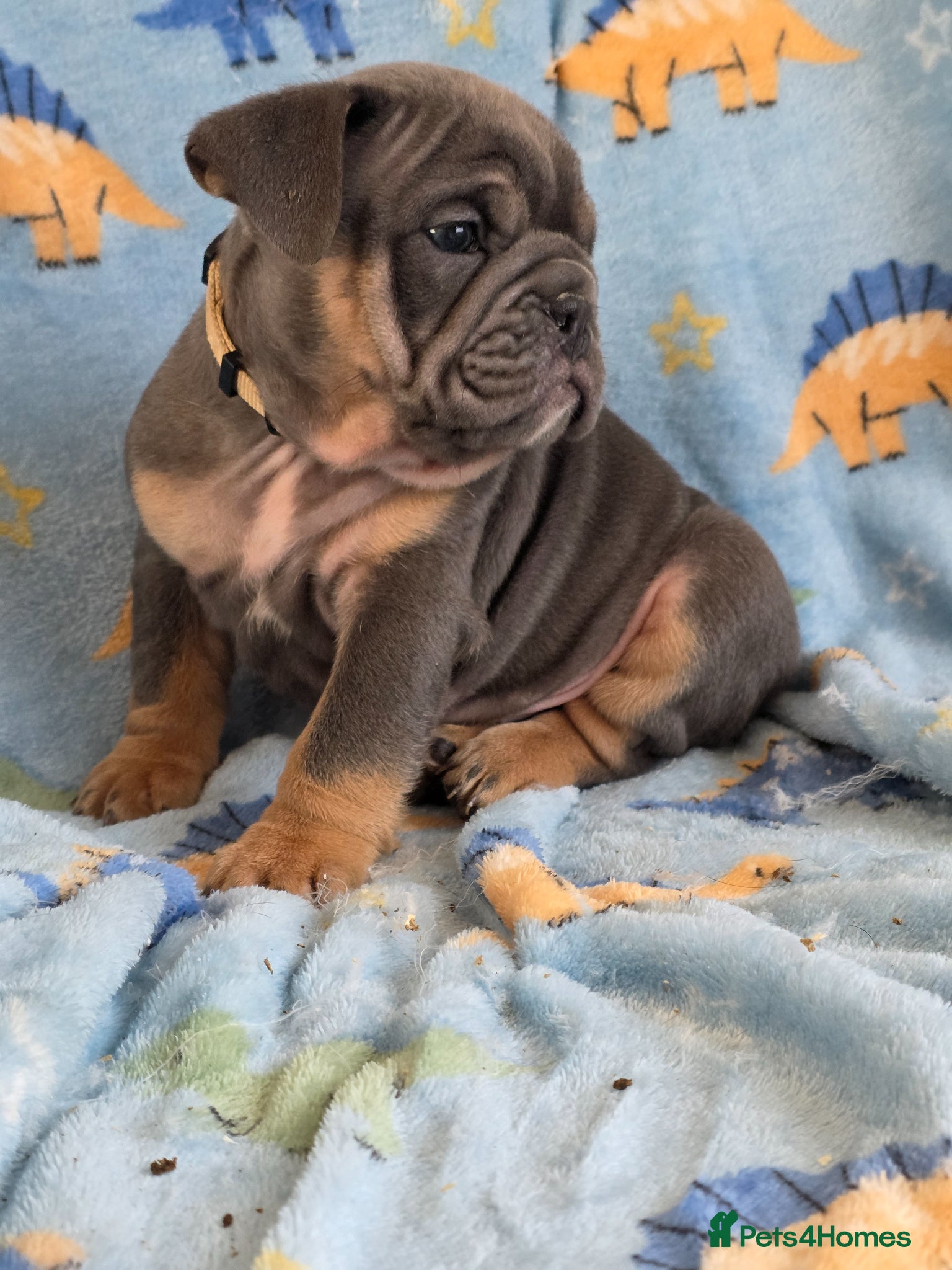 English Bulldog dogs british bulldog pups - Advert 4