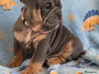 English Bulldog dogs british bulldog pups - Advert 4