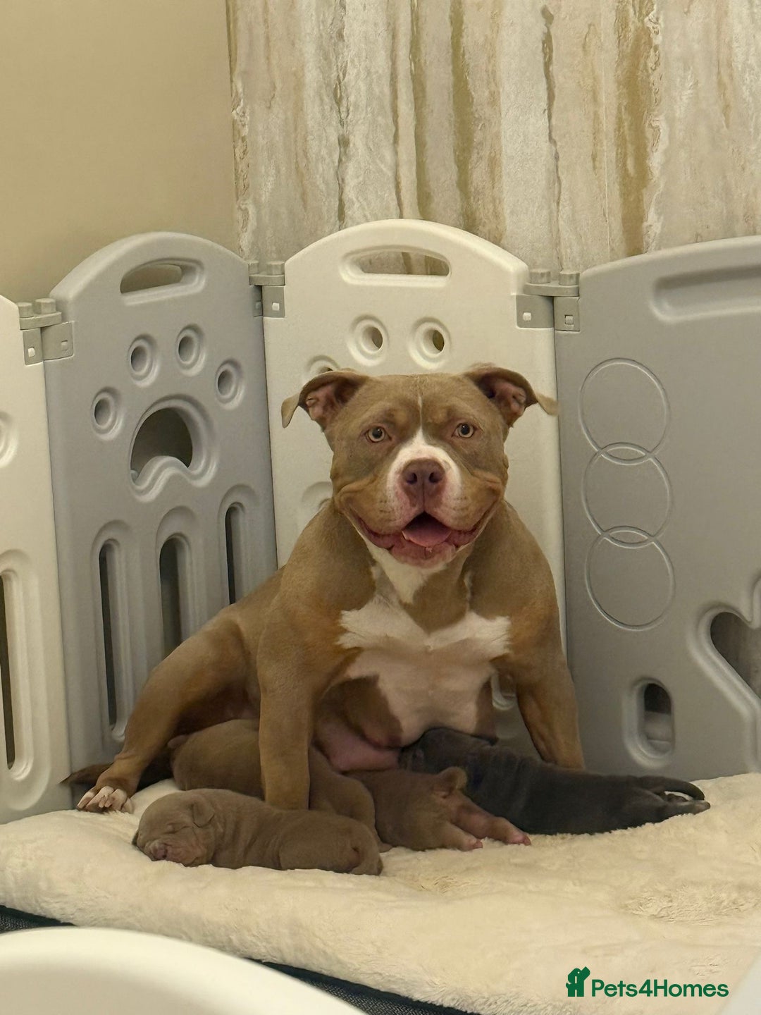 American Bully dogs for sale: Pocket bully pups - Advert 12