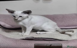 Siamese cats for sale: New lap needed for two GCCF male siamese kittens - Image 25