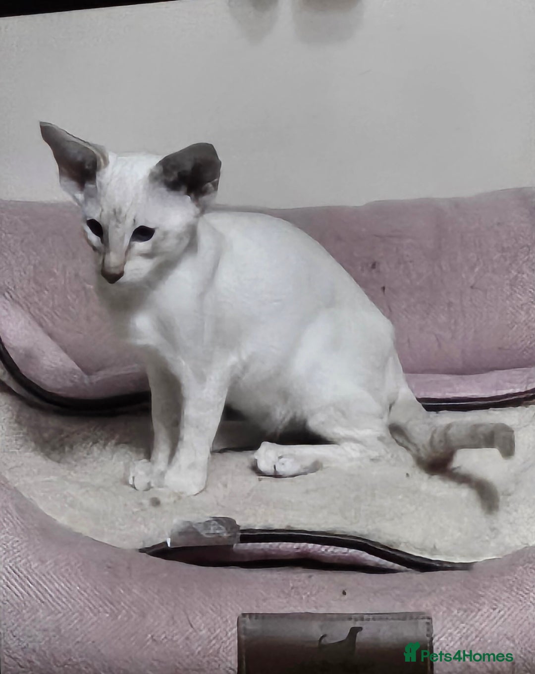 Siamese cats for sale: New lap needed for two GCCF male siamese kittens - Image 25