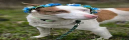 Mixed Breed dogs for adoption: ❤️🐶 PEPPA– SHE LIGHTS UP EVERY COMPANY in Burton-on-Trent - Advert 5