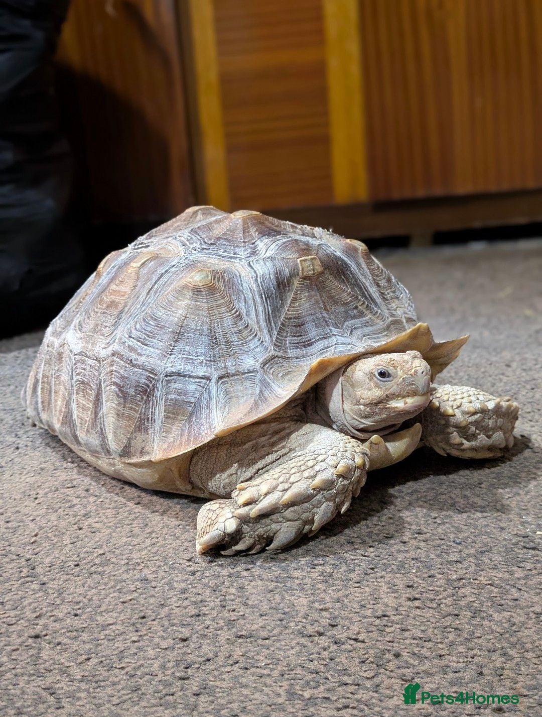 Tortoise reptiles 10 year old Sulcata tortoise  - Advert 1
