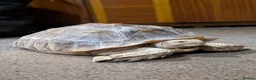 Tortoise reptiles for sale: 10 year old Sulcata tortoise  in Great Yarmouth - Advert 1