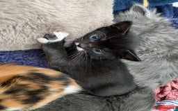 Domestic Shorthair cats for sale: 5 Adorable Kittens -available from end of October  - Image 12