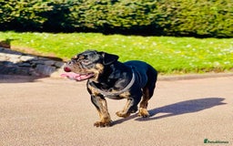 Mixed Breed dogs for sale: Reduce and ready to leave staff x bulldog 3 males - Image 12