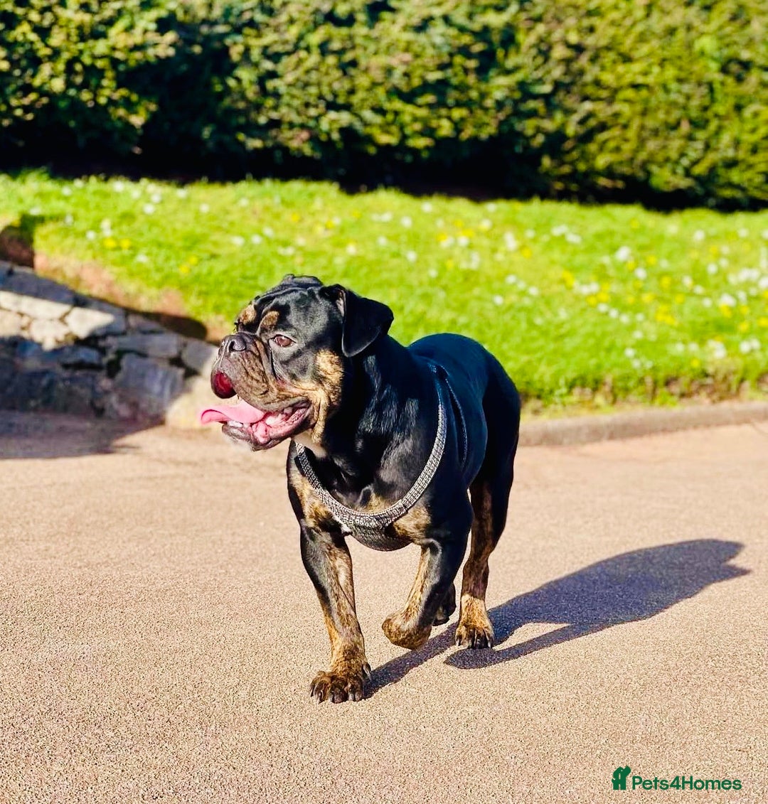 Mixed Breed dogs for sale: Reduce and ready to leave staff x bulldog 3 males - Image 12