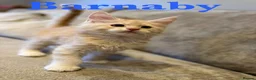 Maine Coon cats for sale: GCCF Pedigree Maine Coon kitten  - Advert 5