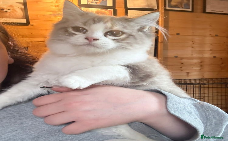 Ragdoll cats - Advert 6