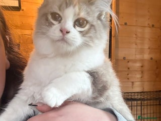 Ragdoll cats - Advert 30