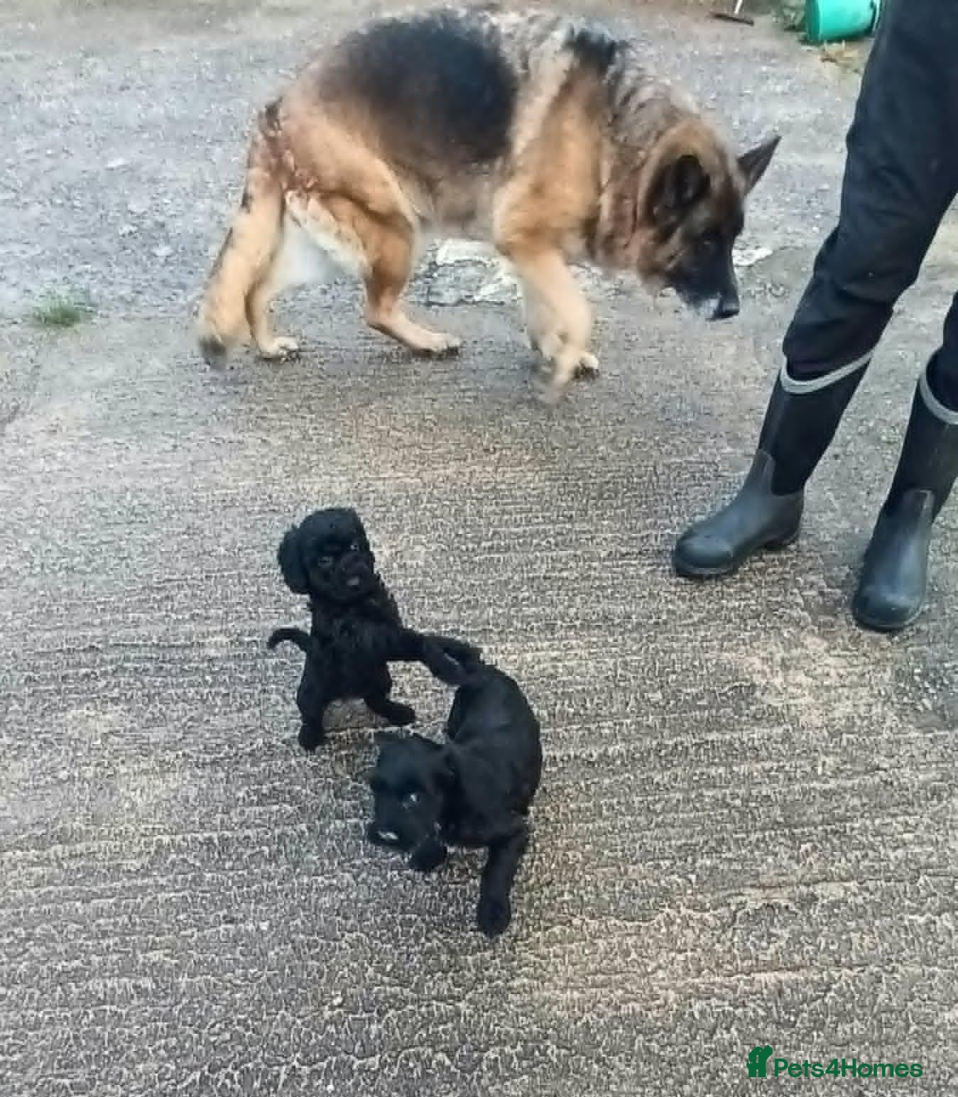 Sproodle dogs F1b SPROODLE PUPPIES FROM 5* LICENCED BREEDER - Advert 11