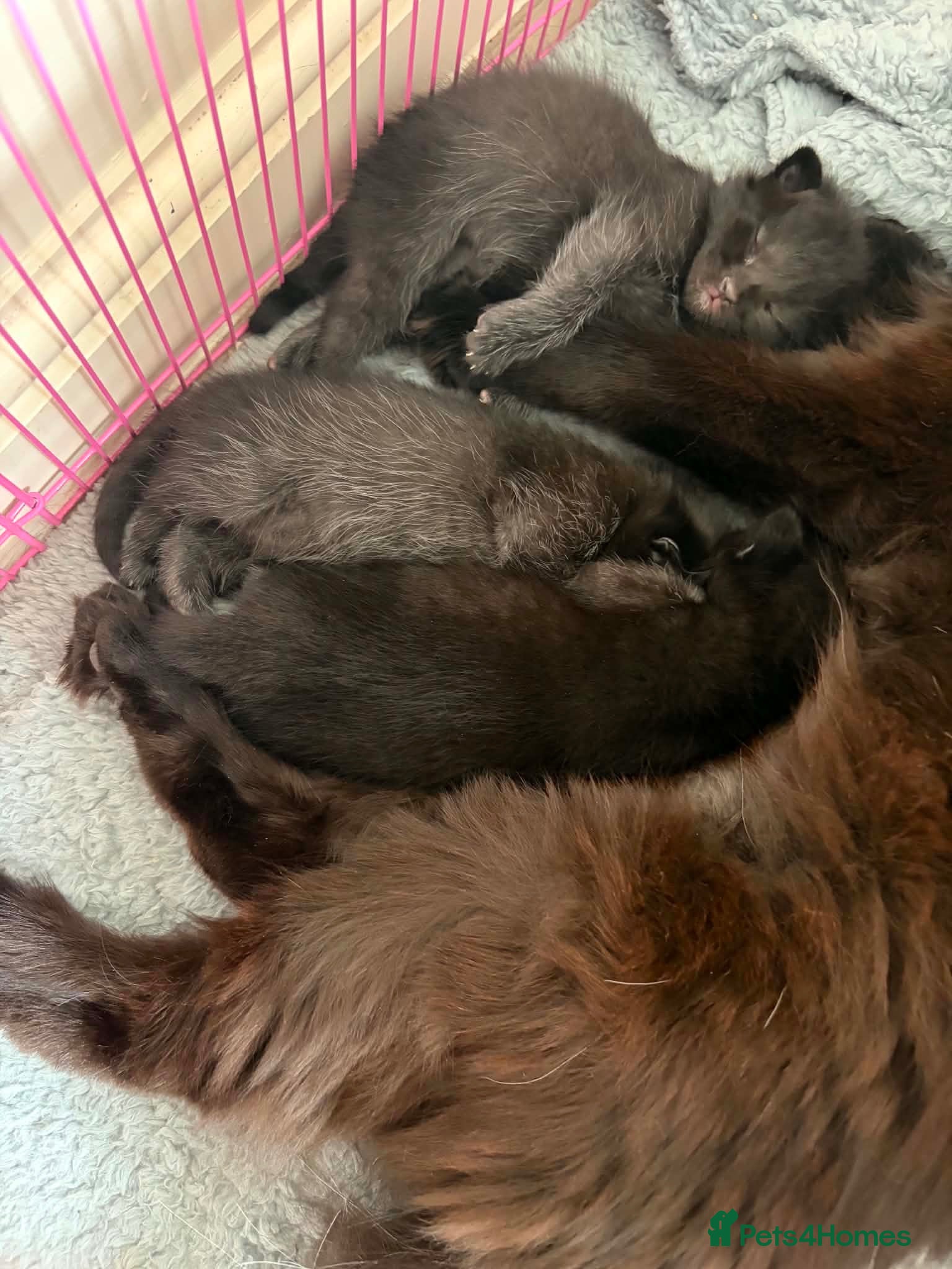 Mixed Breed cats Kittens for Sale - Advert 1