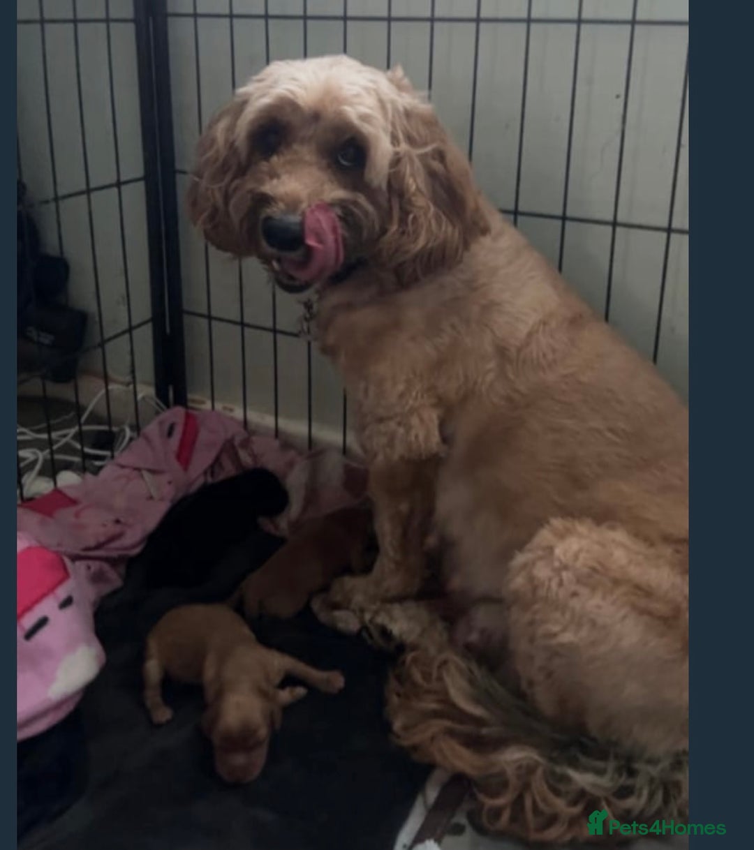 Cockapoo dogs for sale: 8 week old cockapoo - Advert 6