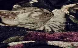 British Shorthair cats for sale: GCCF Reg Chocolate Silver Spotted Tabby BSH Boys - Image 2