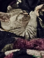 British Shorthair cats - Advert 11