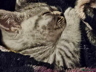 British Shorthair cats - Advert 18