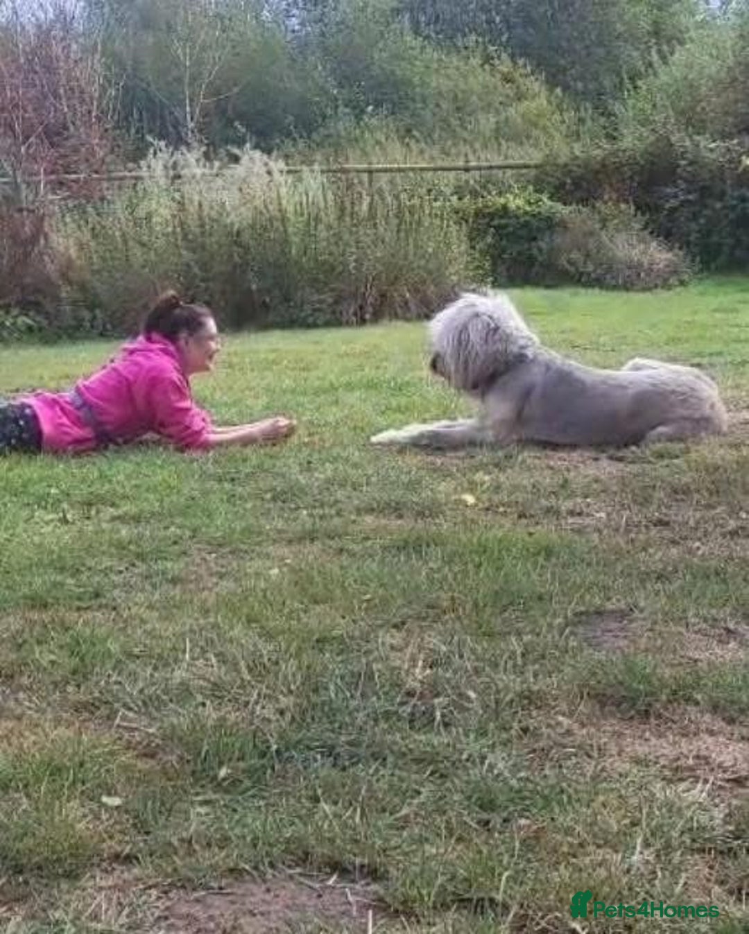 Mixed Breed dogs for adoption: 💚 Oscar - our bear boy💚 - Advert 14