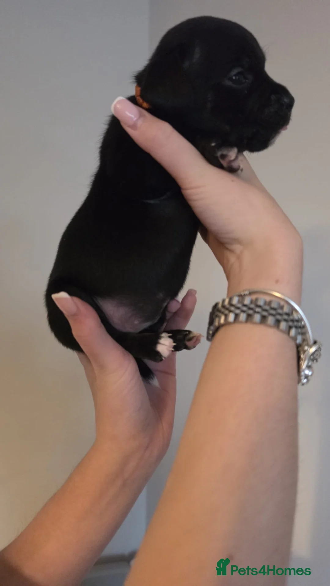 Staffordshire Bull Terrier dogs for sale: Staffordshire Bull Terriers  - Advert 2