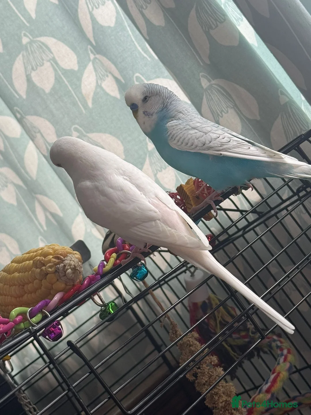 Parakeets birds for sale: Australian parakeets in London - Advert 1