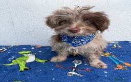 Pomapoo dogs for sale: Two gorgeous Pomapoo puppies available  - Image 4