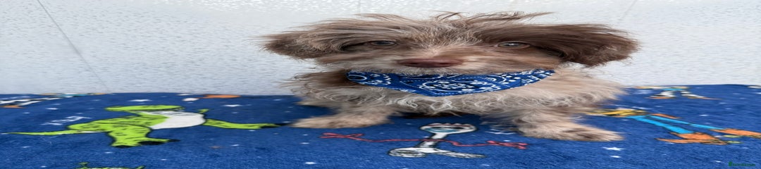 Pomapoo Puppy 1