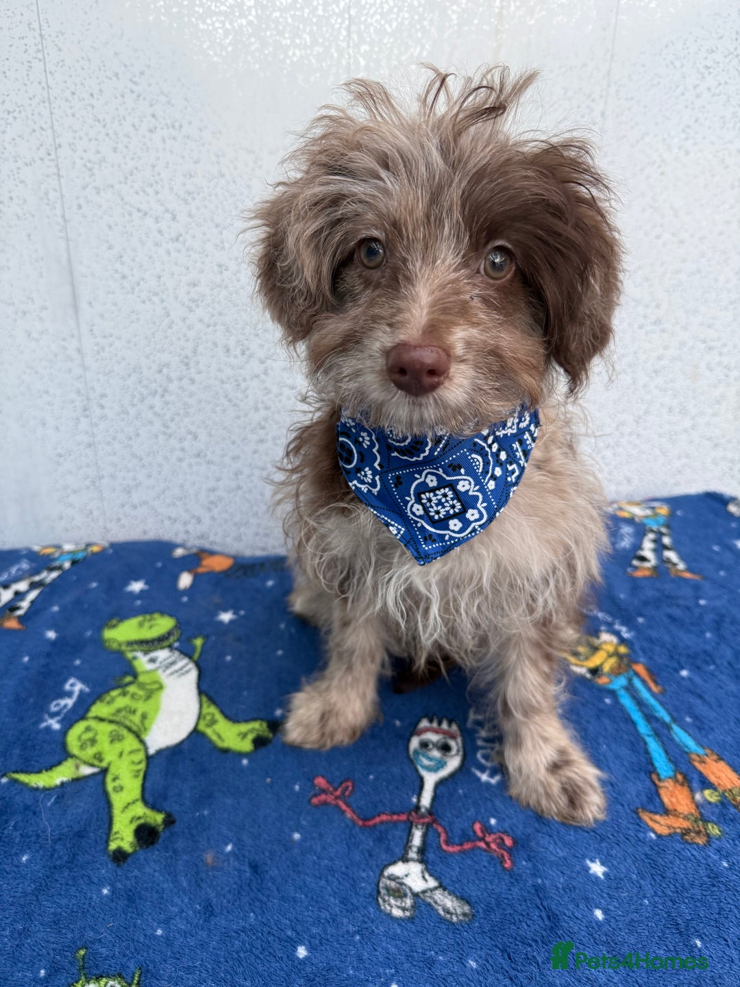 Pomapoo dogs for sale: Two gorgeous Pomapoo puppies available  - Image 4
