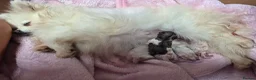Pomeranian dogs for sale: Kc registered pomerainians  - Advert 19