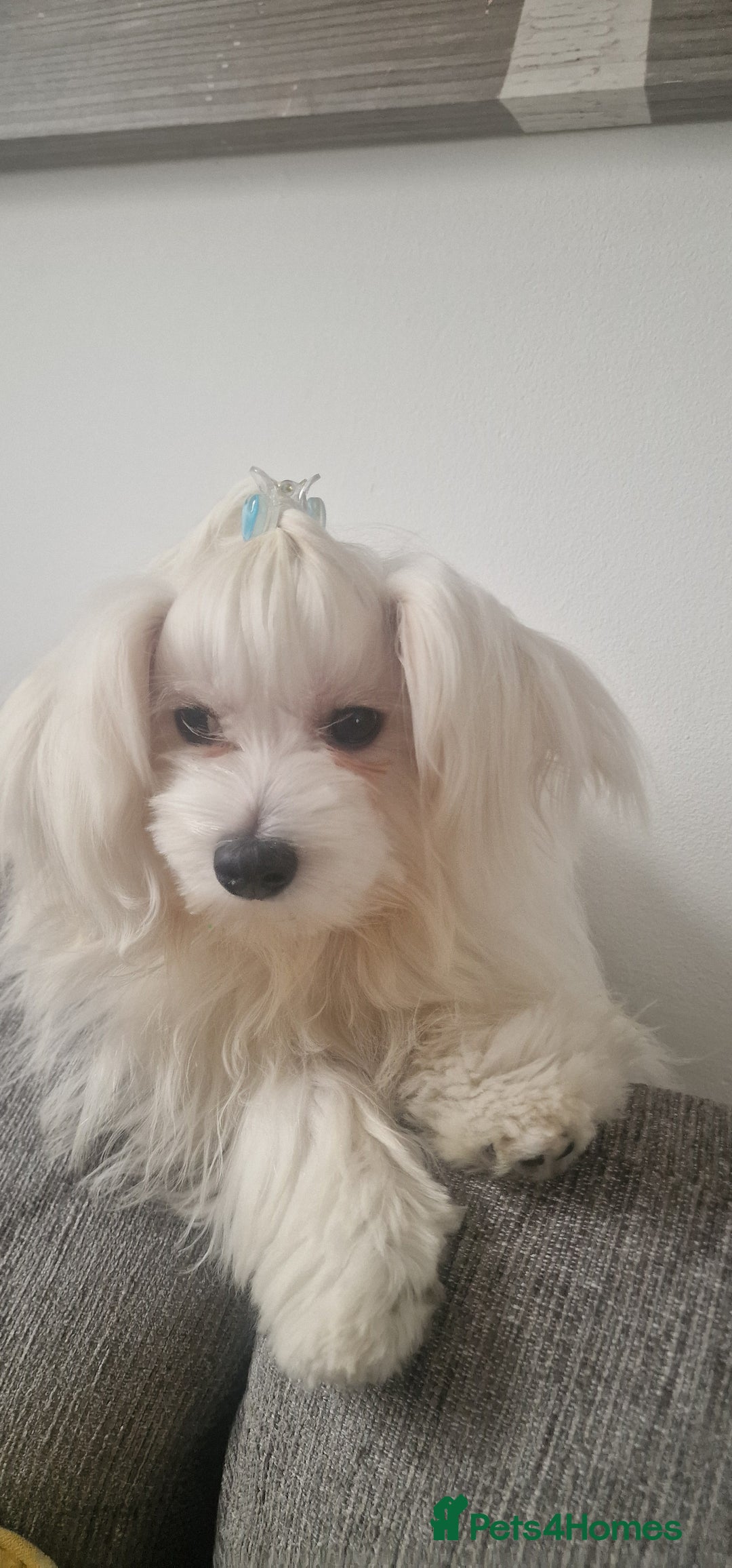 Maltese dogs for sale: Beautiful Maltese  - Advert 1