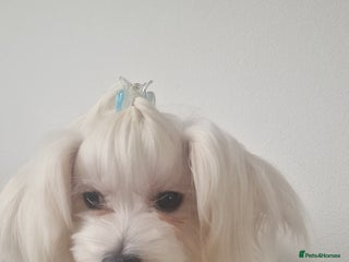 Maltese dogs Beautiful Maltese - Advert 6