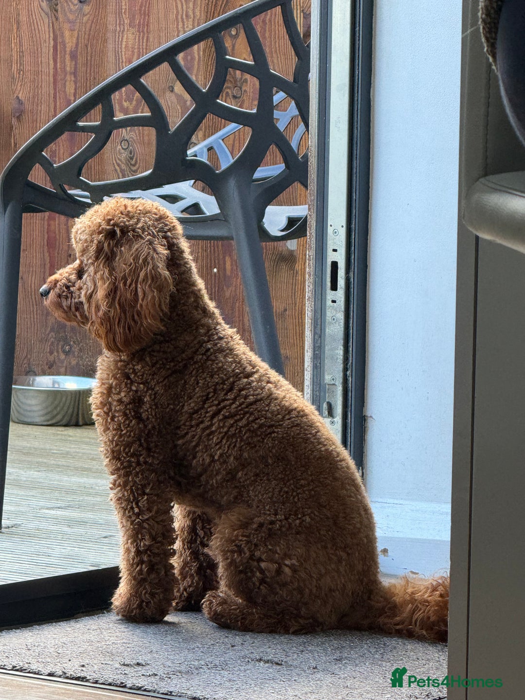 Toy Poodle dogs for stud: Teddy Fox red Proven Toy Poodle for STUD in Bexleyheath - Advert 6