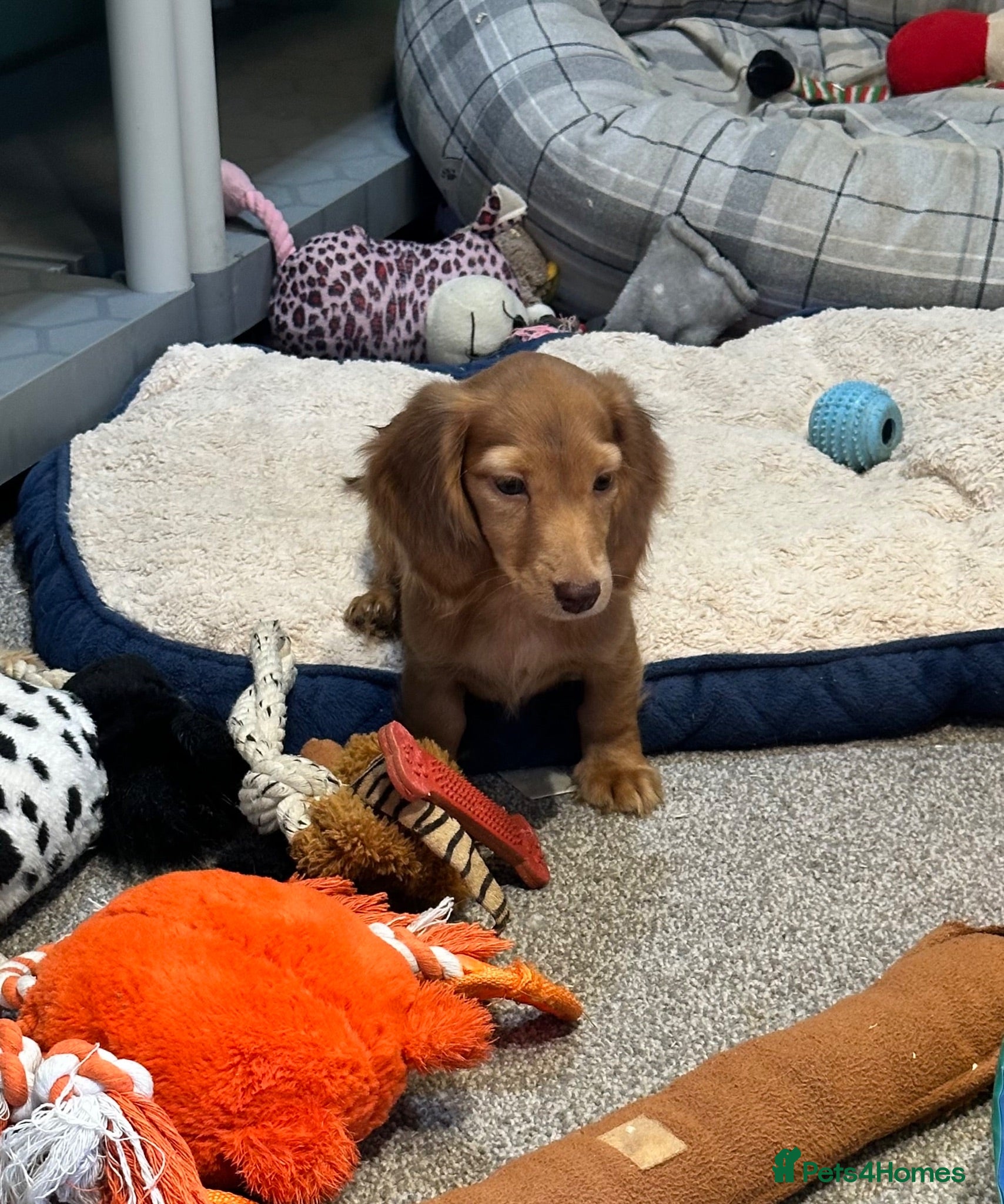 Miniature Dachshund dogs Shaded red longhaired girl - Advert 1