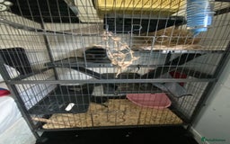 Chinchilla rodents for sale: Chinchillas for sale  - Image 8