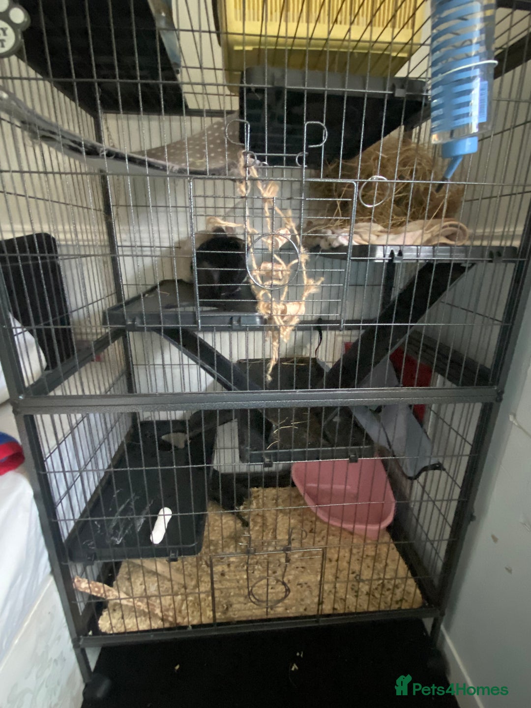 Chinchilla rodents for sale: Chinchillas for sale  - Image 8