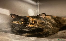 Exotic cats for sale: Beautiful exotic 5yr old female loving gentle  - Advert 5