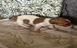 Jack Russell dogs for sale:  jack Russell’s pups 3 rough 1 smooth ready now - Image 9