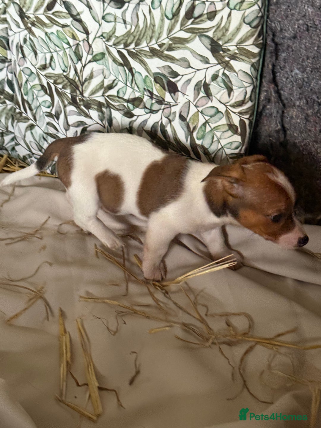 Jack Russell dogs for sale:  jack Russell’s pups 3 rough 1 smooth ready now - Image 9