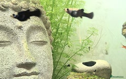 Mollies fish for sale: Baby Mollies - Image 2