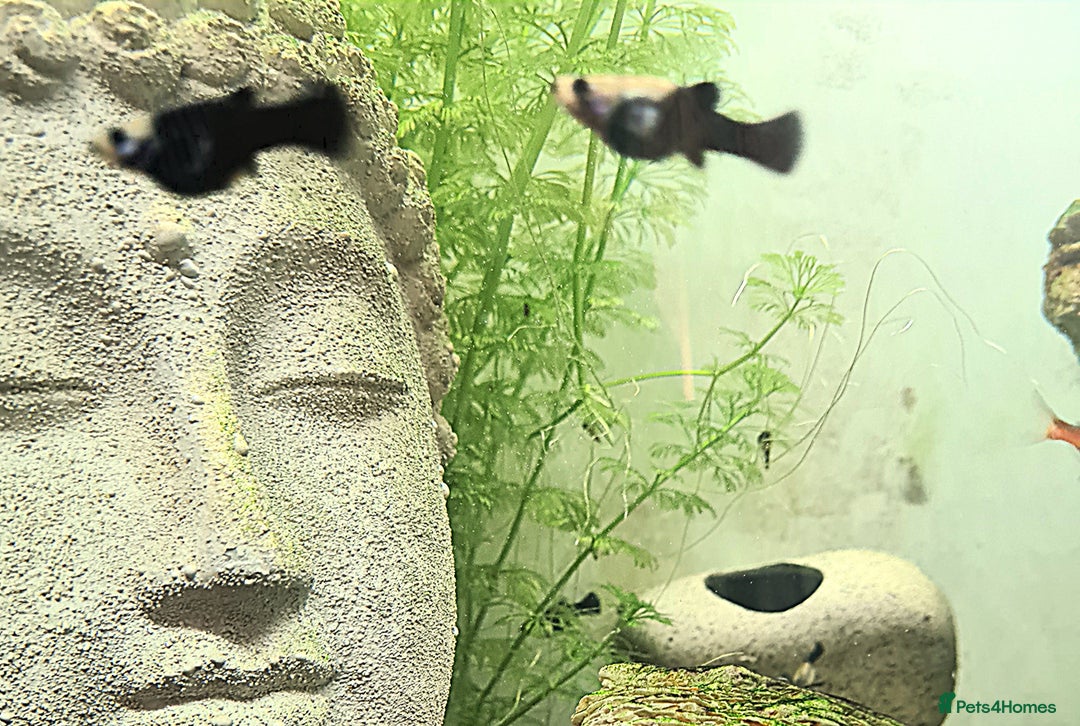 Mollies fish for sale: Baby Mollies - Image 2