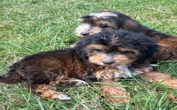 Cockapoo dogs for sale: Stunning F1 cockerpoo puppies - Image 12