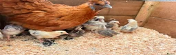 Chickens poultry for sale: Bantam hen with 15 chicks  - Advert 3